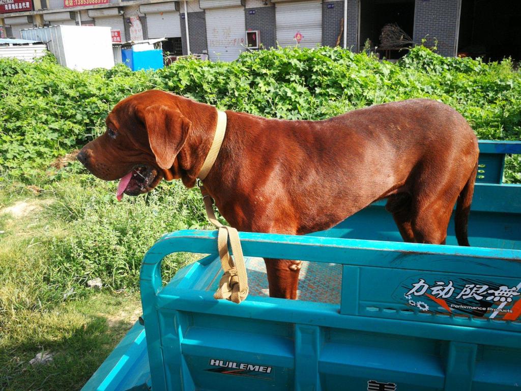 东北虎狗犬成年犬图片图片