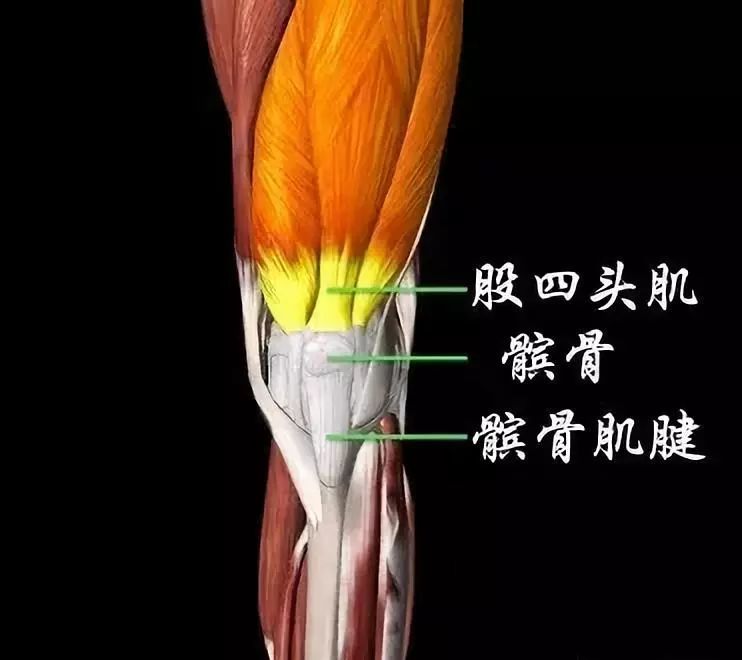 股四头肌腱,髌骨肌腱(图2)图1(左侧膝盖正面)理学检查可在典型的