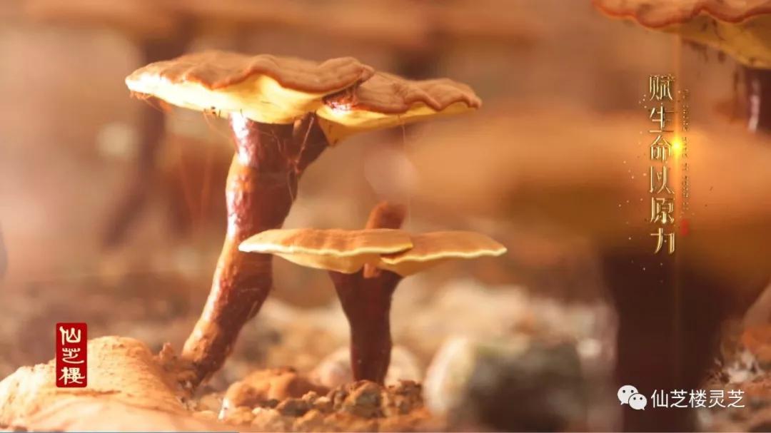 仙芝元气说灵芝如何调元气