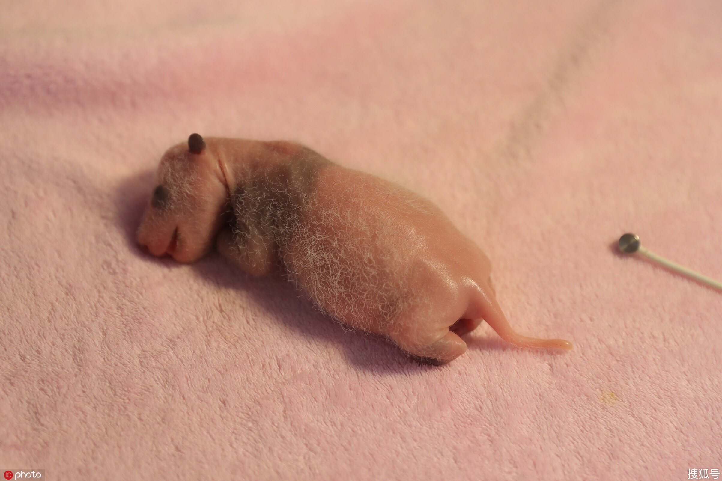 全球初生体重最轻大熊猫满月,30天长胖14倍