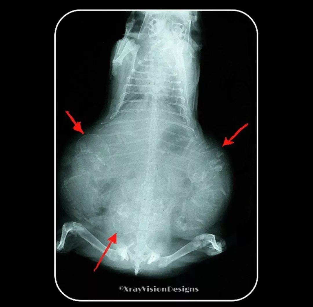 热衷黑暗美学的冷酷兽医用x光片和动物骨头温暖人心