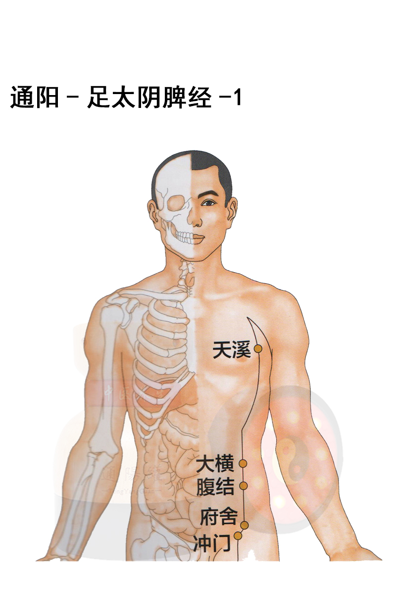 人体12经脉穴位分布教程图解足太阴脾经美容院家庭护理学习教程通阳罐