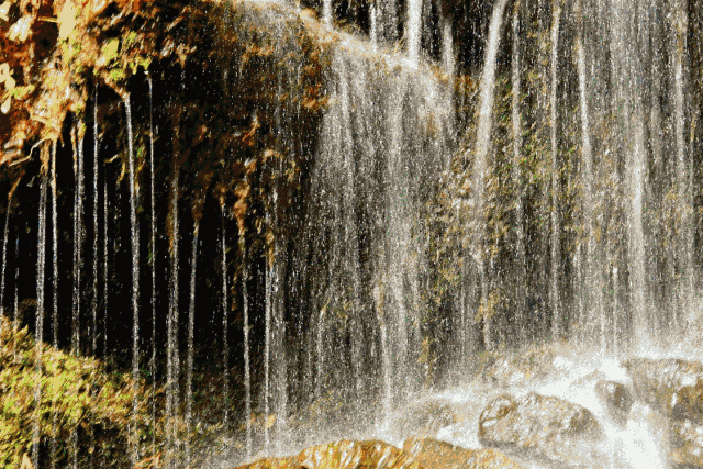 古木,鸟语花香的山林竹海,形式飞鸽的世界珍稀植物珙桐——"鸽子花"