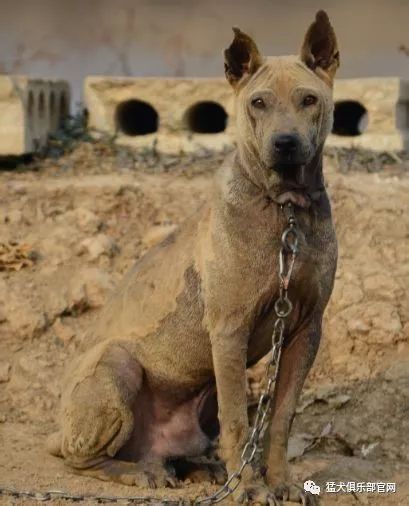 贵州从江猎犬怎样图片