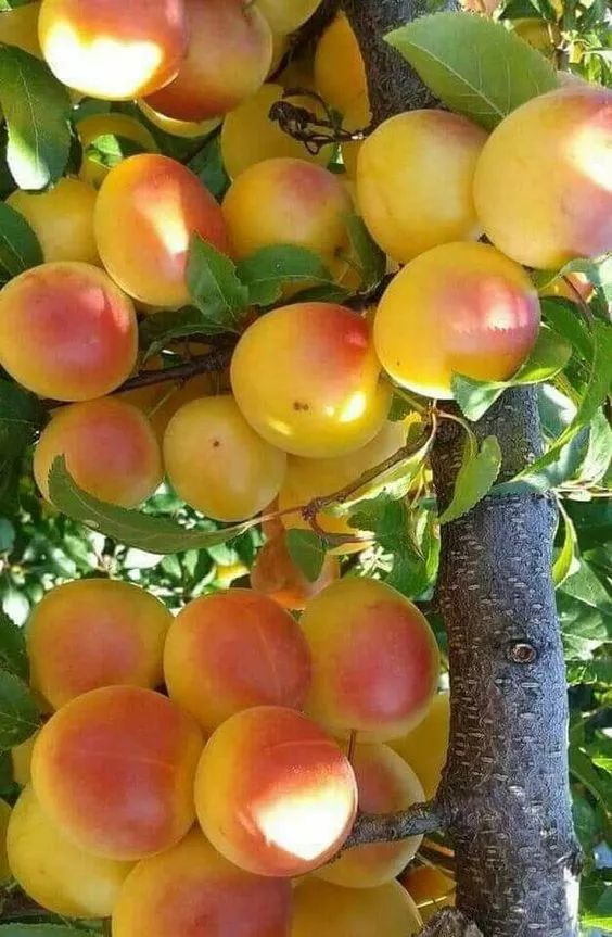 硕果累累好诱人啊