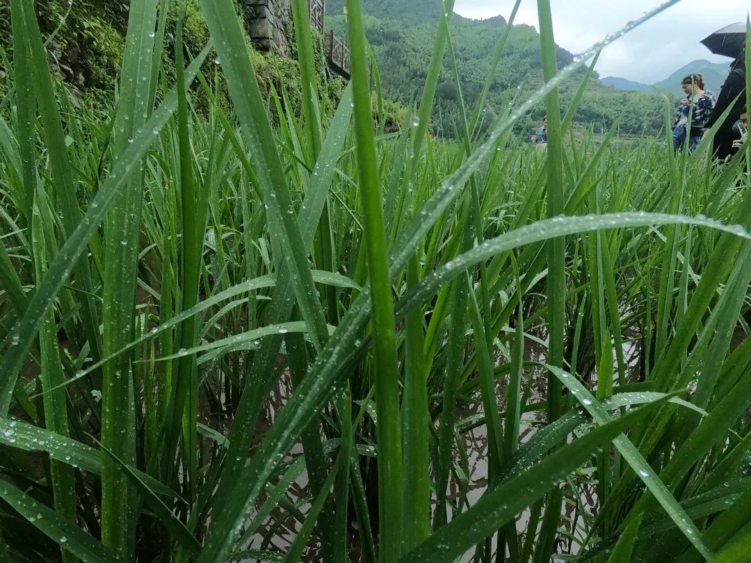 秧秧 来自搜狐网