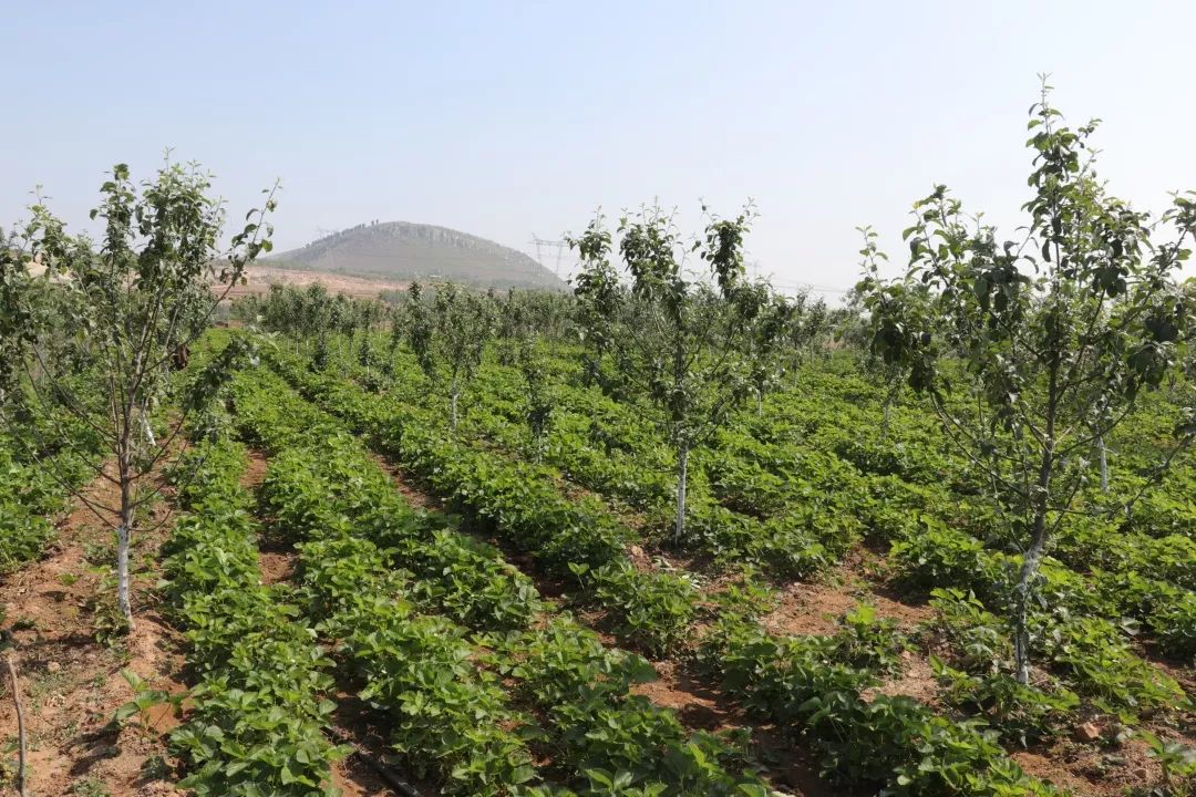 今日东庄半年工作展示专题报道之经济林发展篇深化造林工程建设绿色