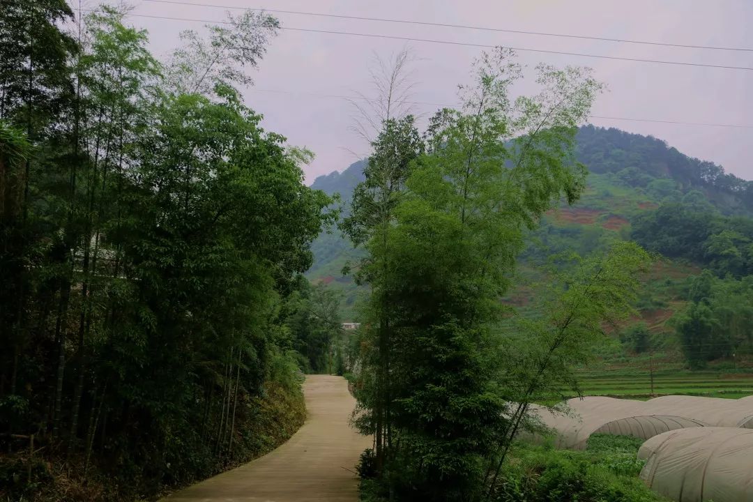 特別推薦藏在高縣沙河鎮高屋村的甜蜜味道