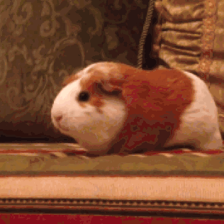 荷兰猪:吃吃吃,根本停不下来!