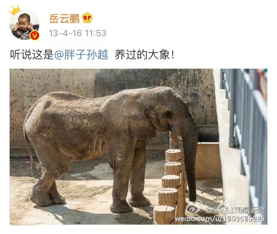 除了真实养过大象,真实胖过的孙越,还能有谁?