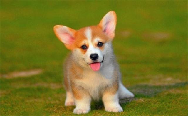 长不大的5种小型犬第四种警惕性高第五种丑的有魅力