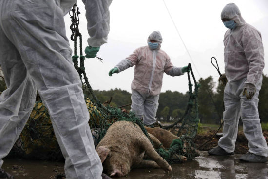 病死猪深埋被挖出?湖南平江政府及时回应事实真相,切勿传谣信谣