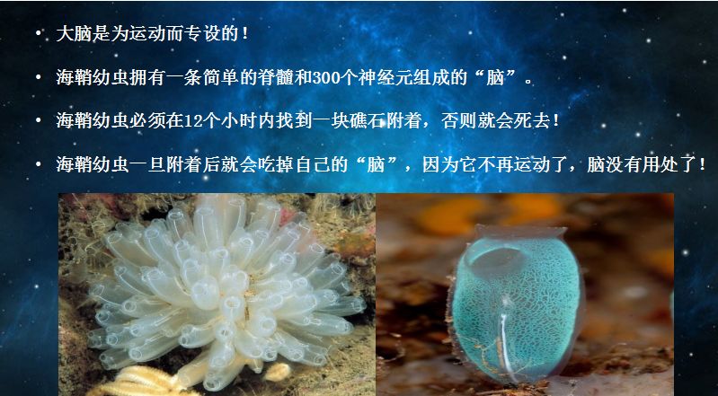 海鞘幼虫一旦附着后就会吃掉自己的脑,因为不再运动了,脑就没有用处了