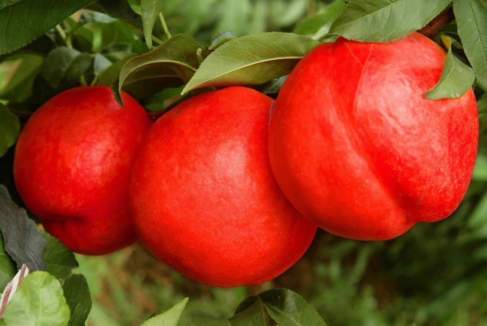 中油金红油桃苗特点黄肉