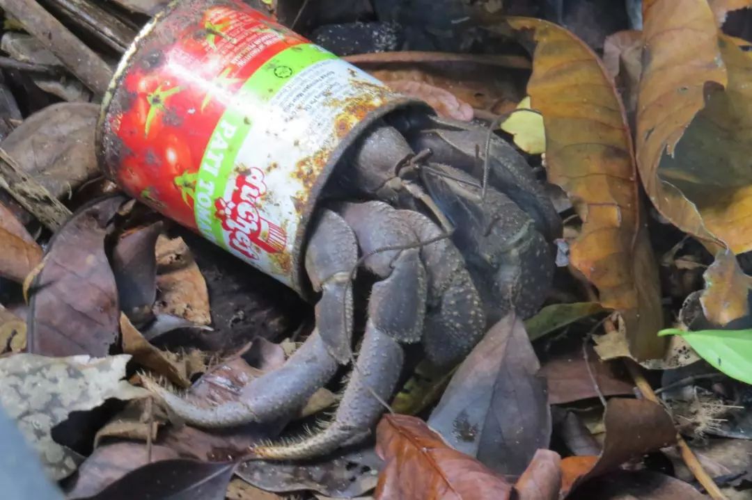 背着堡垒流浪的寄居蟹