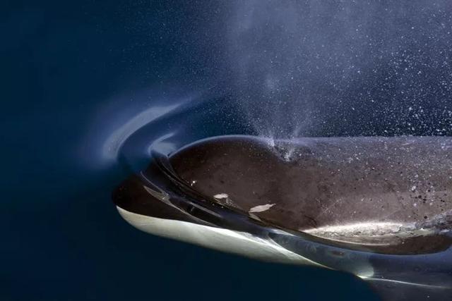 原创大师评图vol.77丨分享渔获,挪威人与虎鲸的和谐共存