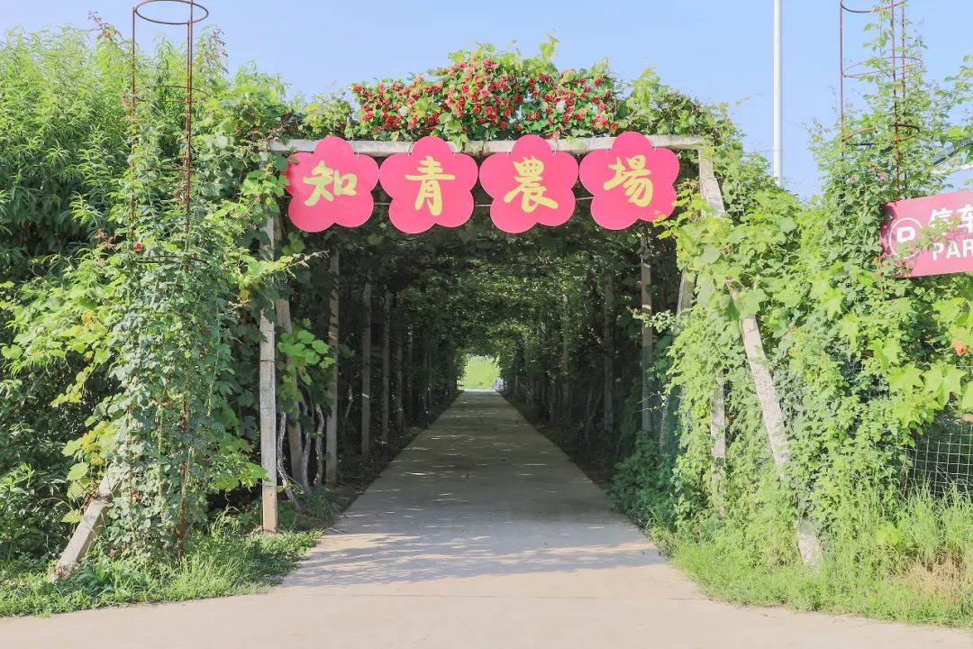 黄潭这个地方又要火了,野生鱼塘,无花果采摘.安排!_知青农场