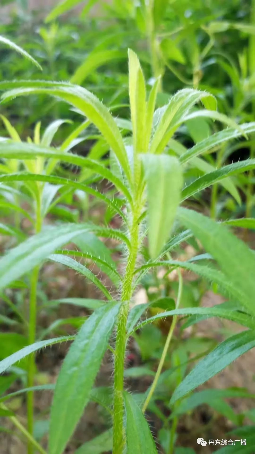 天气预报明日预告随手拍