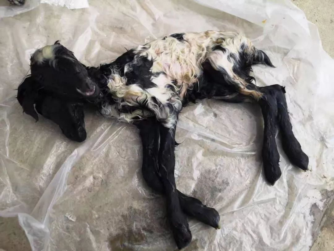 罕见利辛邻市一地惊现双头羊四只眼睛两个嘴