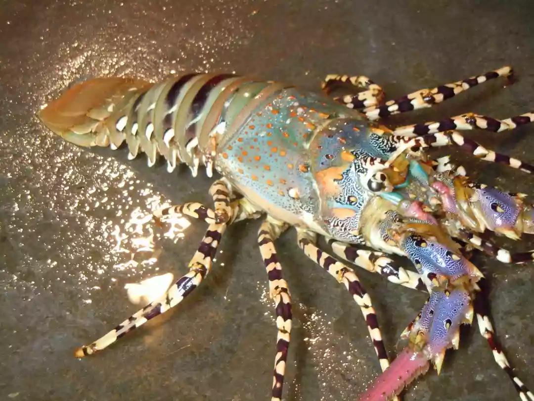 中华锦绣龙虾五彩神虾的秘密