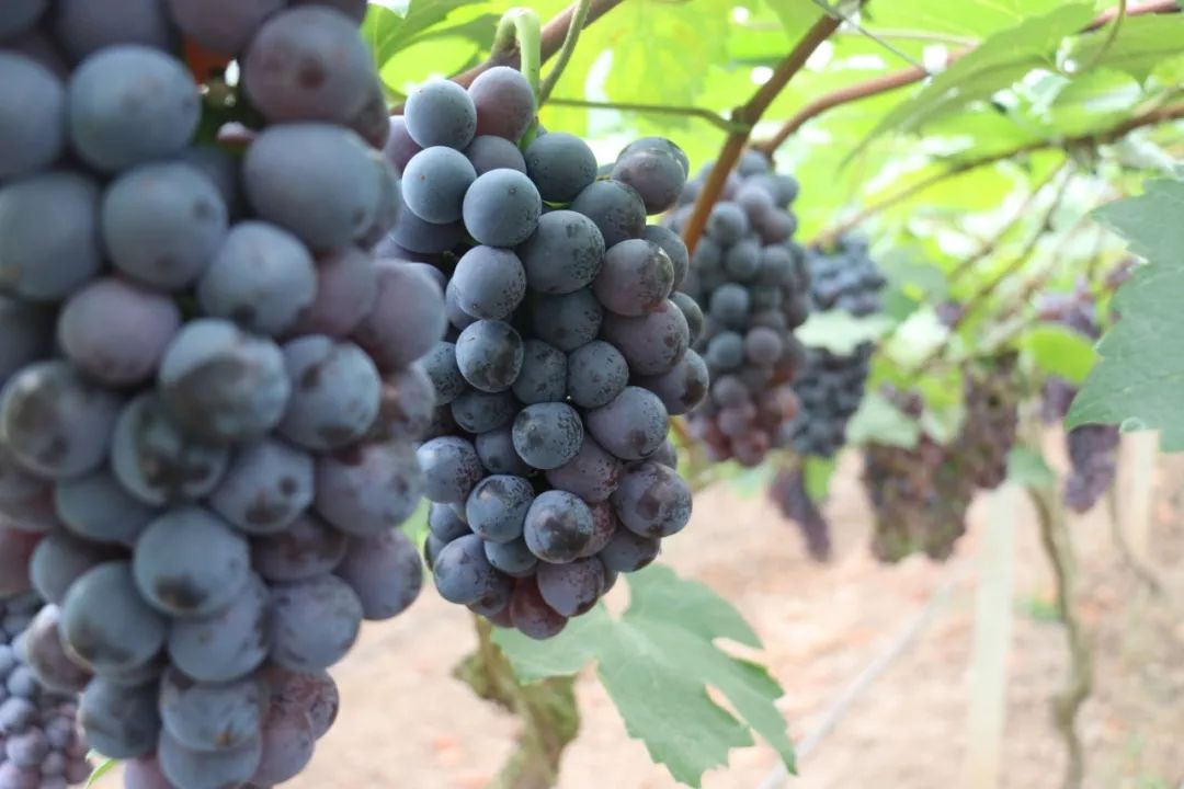 精准扶贫为爱发布丨中华名果璧山蜜丽葡萄等你摘