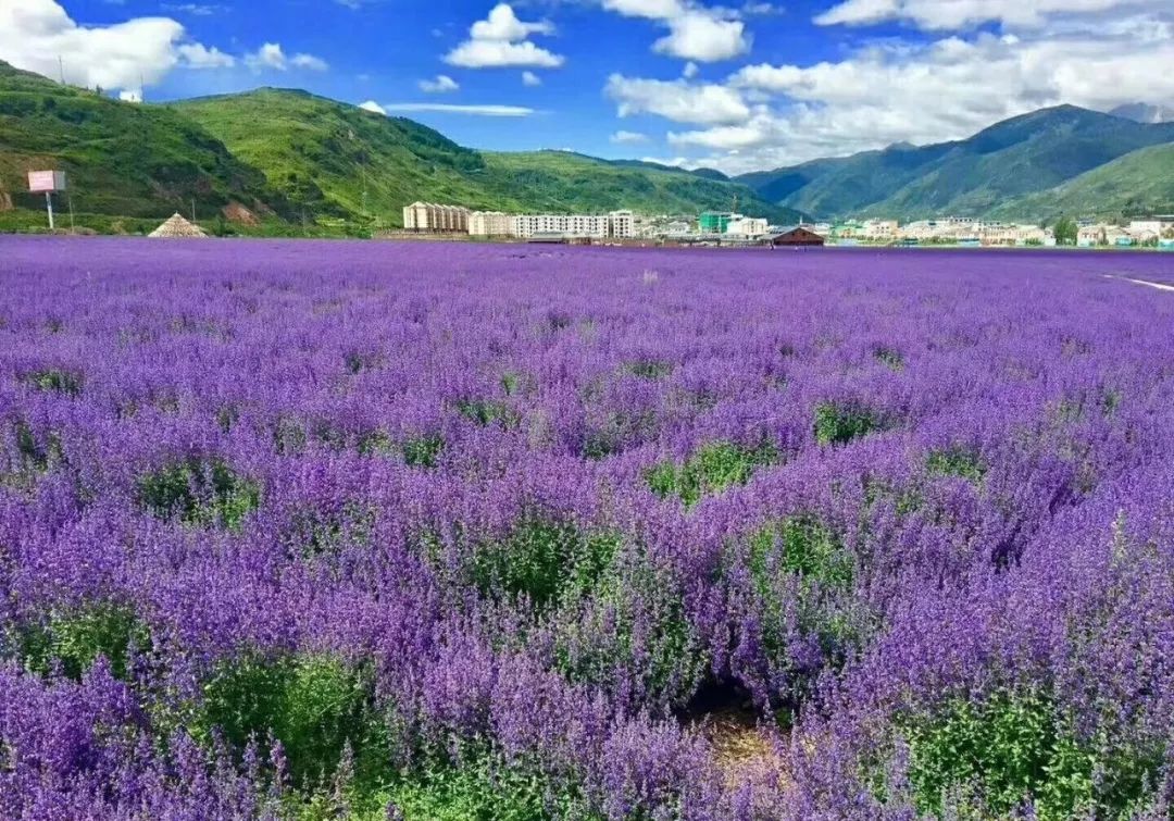 四川花海景点大全图片