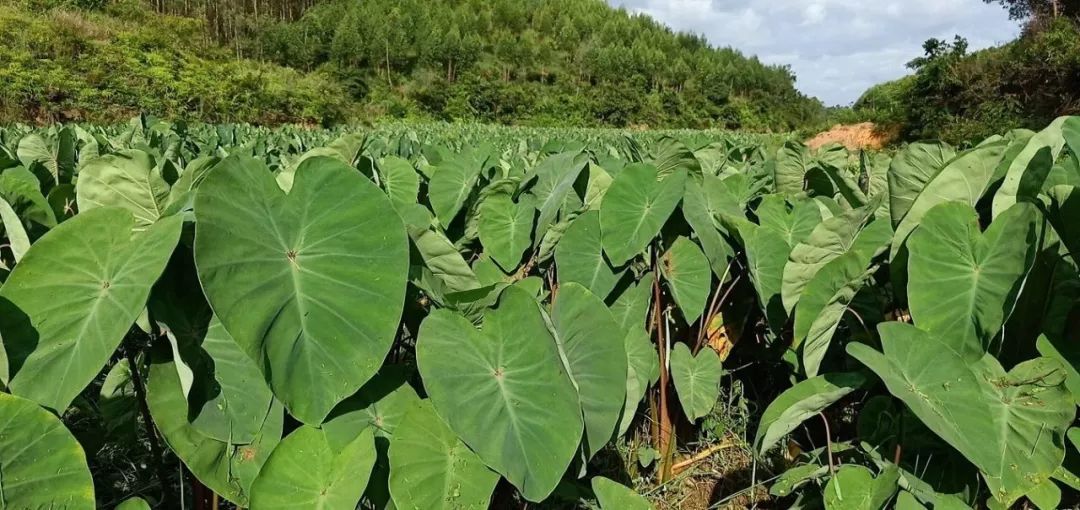 吃货的福音博白芋苗大量上市看到口水都流出来啦