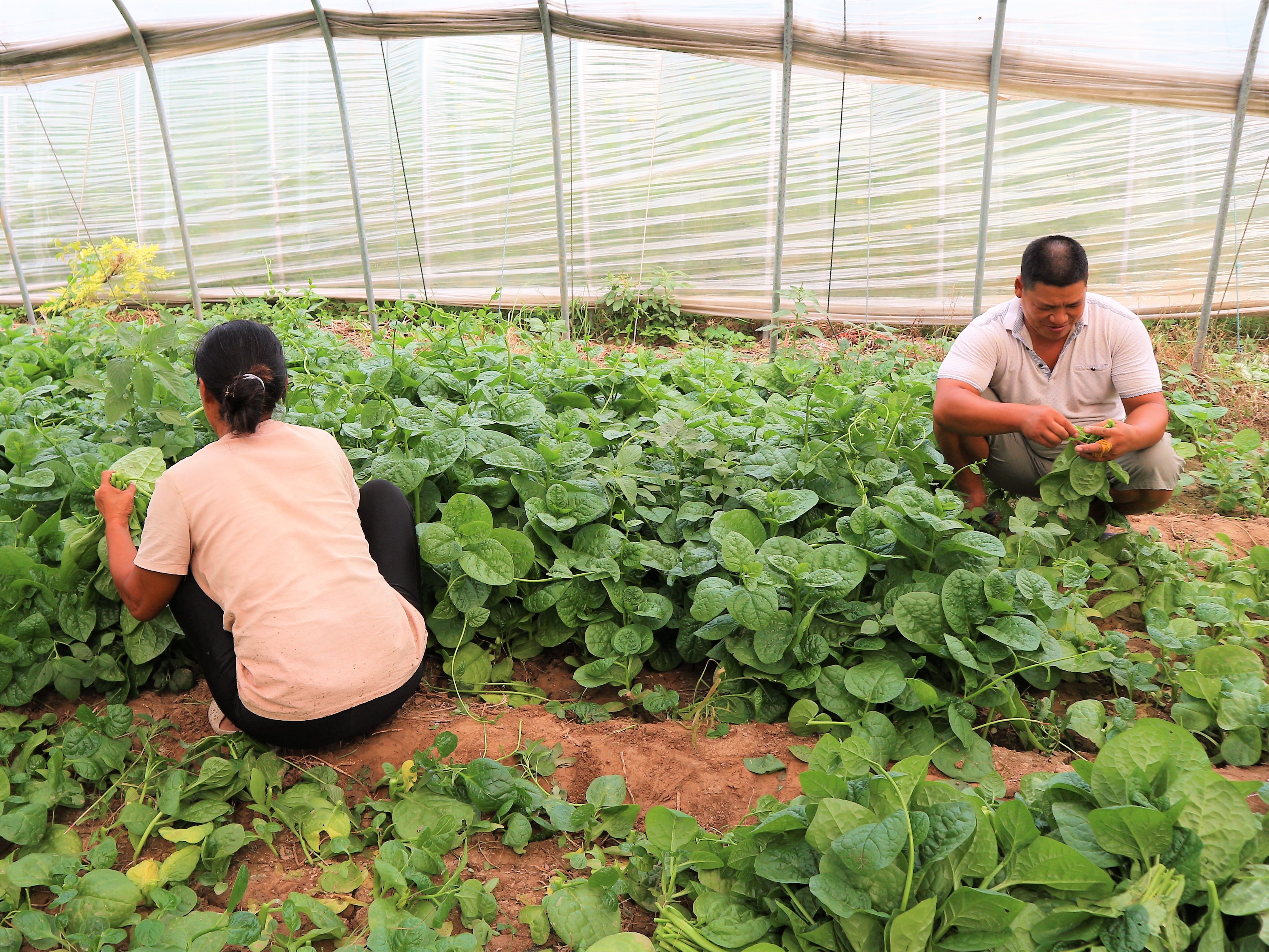 农民种植一种蔬菜,口感与木耳相似,3亩收入30000元