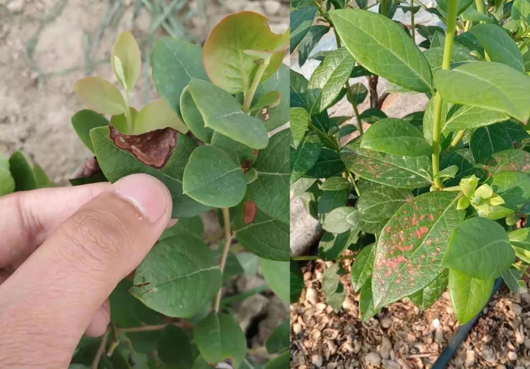 蓝莓病害——炭疽病