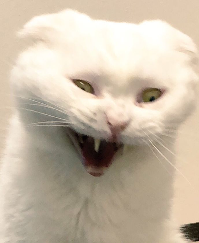 日推一活动你家猫有多怪癖看到他们晒的图后都好沙雕啊