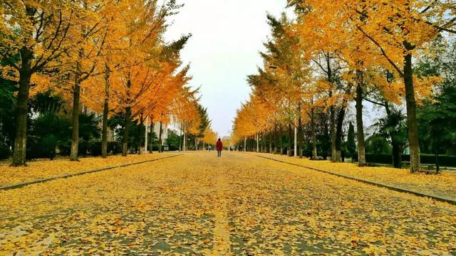 官宣 | 皖西学院2019年招生章程及招生计划