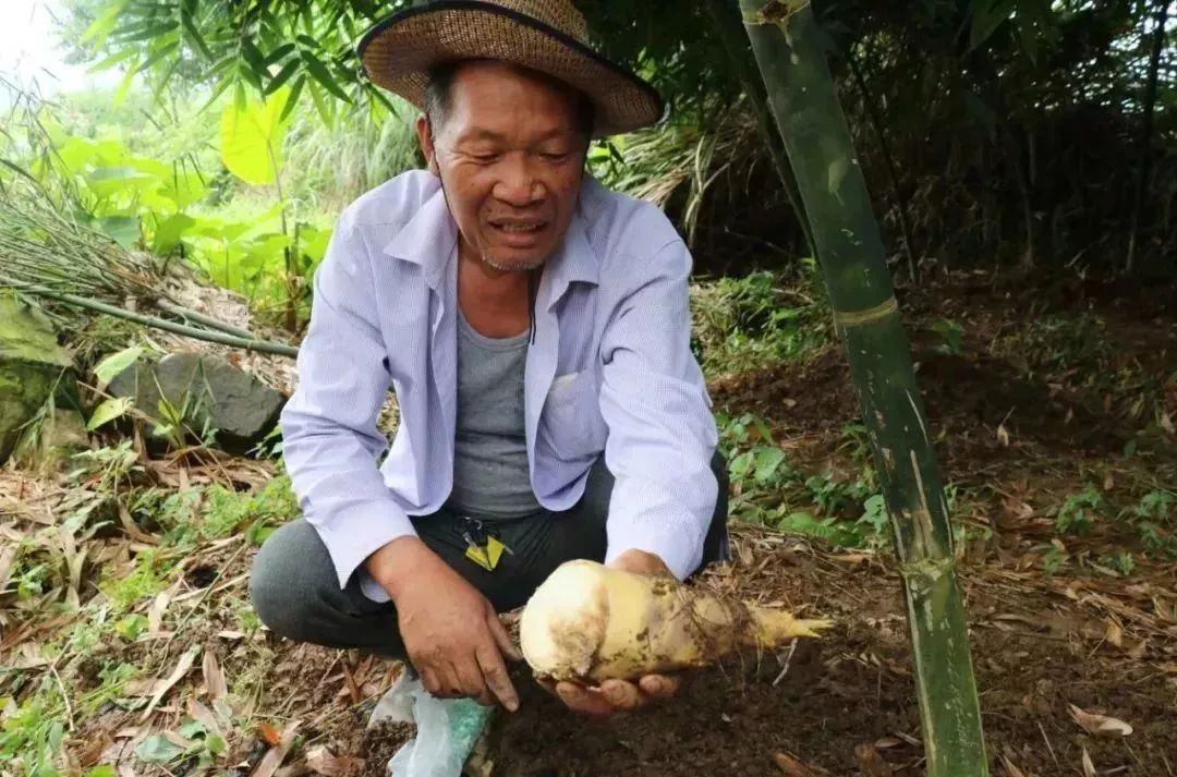 这道美味你肯定吃过被称为平阳五个鲜之一