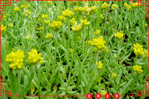 99%的人没有吃过,来自乡村的美食"鼠曲饼"