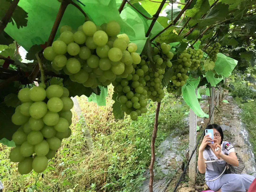 葡萄莊園環境帶上ta來採摘稻草人葡萄莊園昨天,小編就得知一個週末