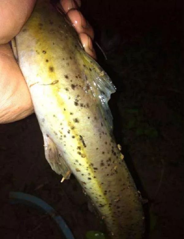 它的体内含有香腺,可以散发出芝麻的香味芝麻鱼具有补虚劳,益脾胃的