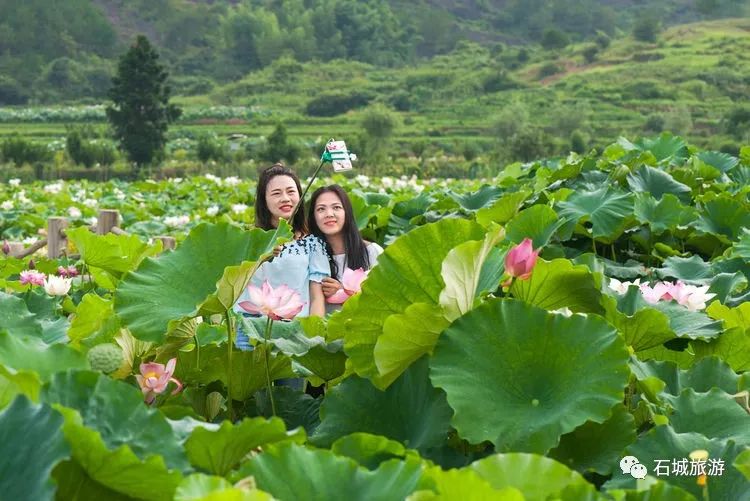 莲乡石城又是一年赏荷季百里荷香醉游人