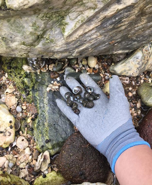 土著烟台人就好这一口赶海吃波螺了外地人不认识