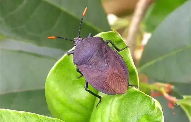 柑橘树上"臭屁虫"危害大,叶片果实均可被侵害,果农如何防治?