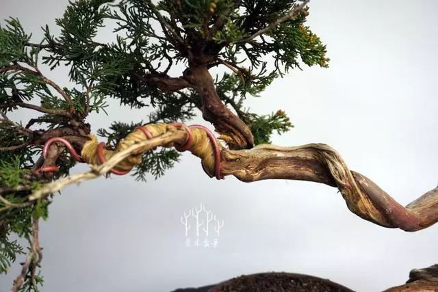 爱木盆景i文人小柏树整型蟠扎示范经典就是耐看