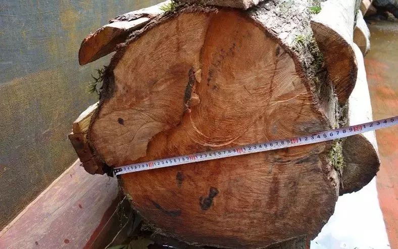 64万元整的价格与越南边民非法收购2株罗汉松树根(活树),准备运输到