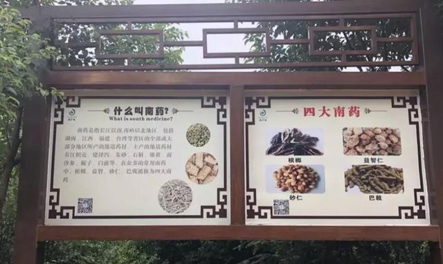 漫步南药长廊,沿途设有历代药王名家雕像,科普宣传栏