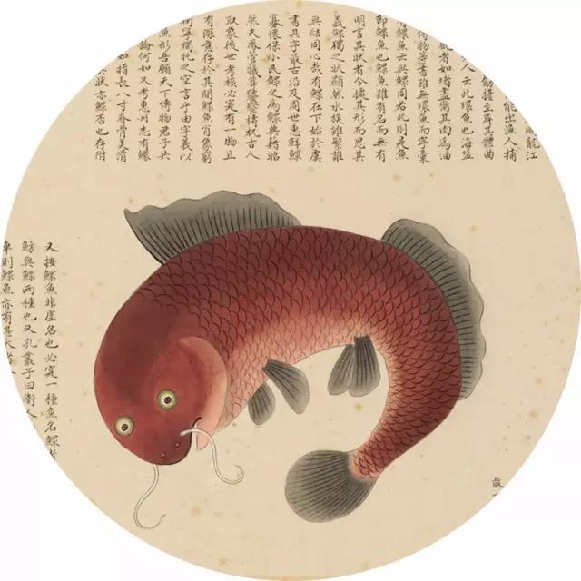 《海错图》中的印鱼