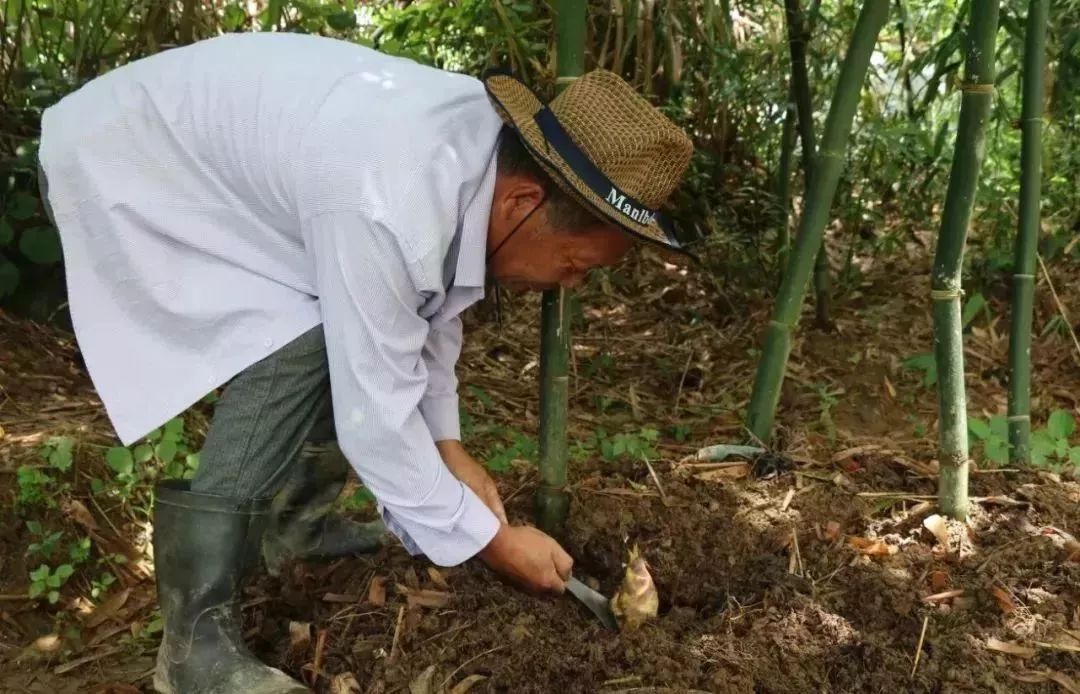 这道美味你肯定吃过被称为平阳五个鲜之一