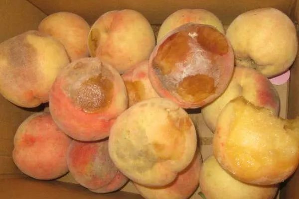 烂掉的桃子一个都别扔,其实它是个"宝",放家里特别"值钱"!