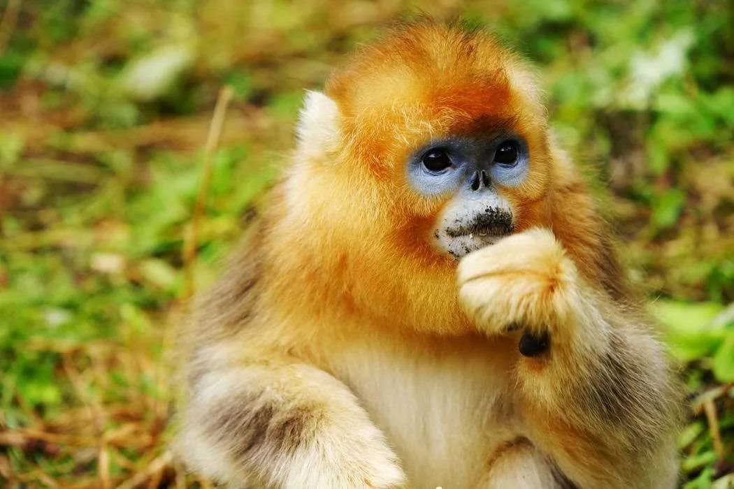 他用17年时间研究金丝猴曾蹲守神农架5年获异母哺乳证据