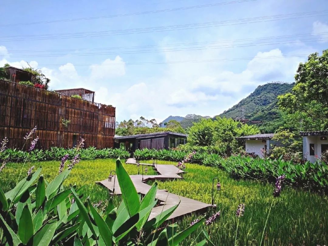 可在民宿租借单车,沿着乡间的绿道骑行,一路欣赏稻田海风格.