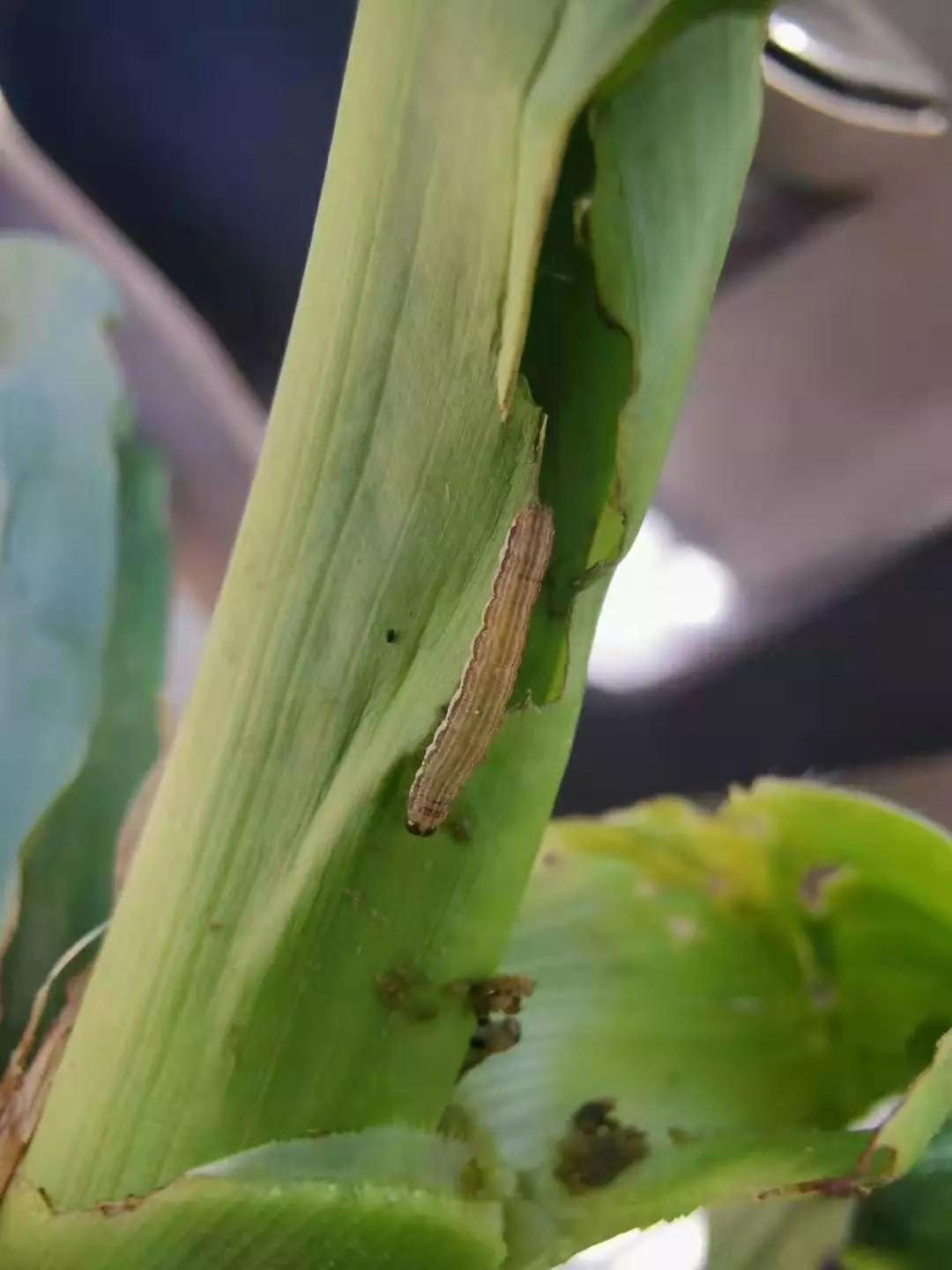 紧急通知:玉米粘虫暴发!勤去地里看看,尽早防治!_危害