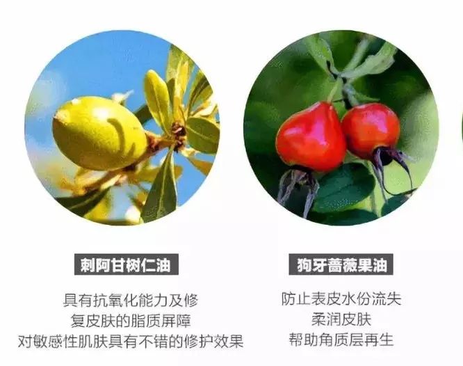 狗牙蔷薇果油具有抗氧化,预防皱纹和美白淡斑等功效;刺阿甘树仁油能