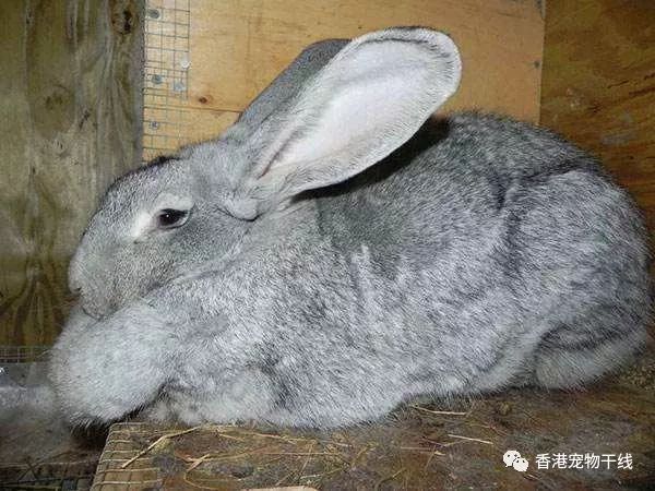 巨型花明兔肉兔图片