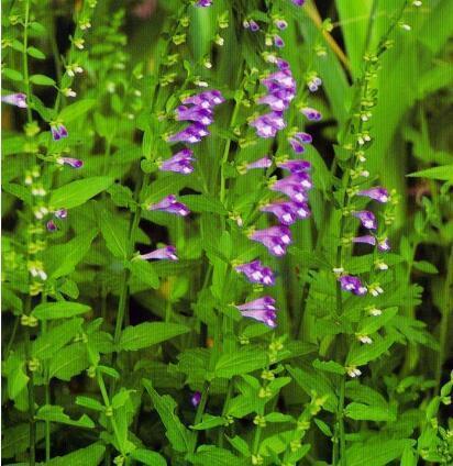 原创这野草价值高人称"半枝莲",野地看到挖回家,养护简单开花美